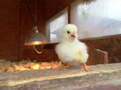 Starting a Flock of Chickens: 5 Important Tips for Success Image